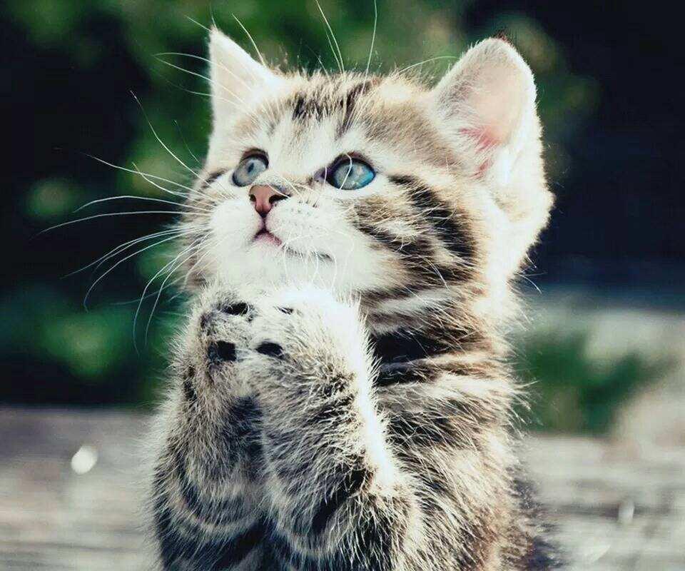 探索猫咪世界的无限魅力与乐趣，猫咪最早破解版iOS游戏
