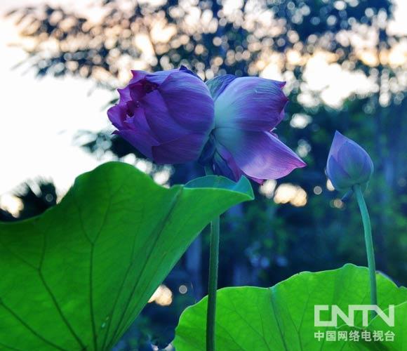 并蒂莲最早章节